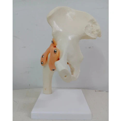 Human Hip Joint Model with Ligaments for Teaching