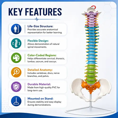 Vertebral Column Flexible Painted Life Size 85 cm Model