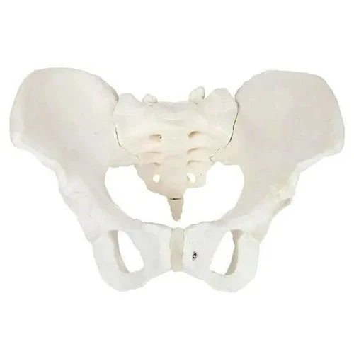 Adult Female Pelvis Model for Anatomy Teaching