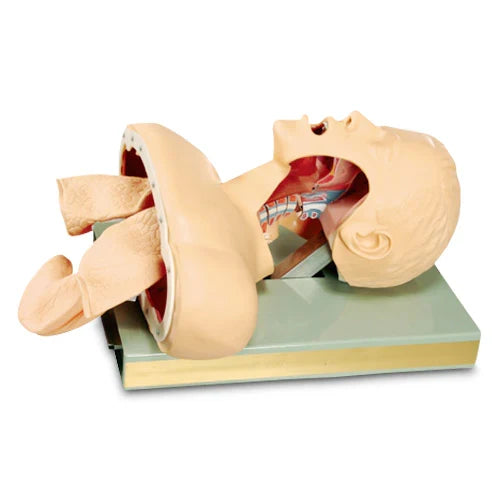 Intubation Manikin for Oral and Nasal Airway Training