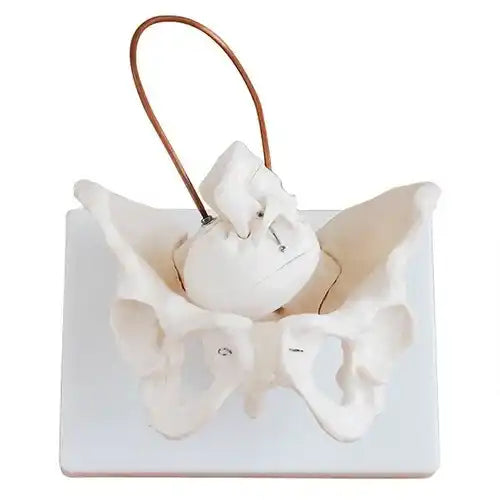 Birth Demonstration Model with Female Pelvis & Fetus