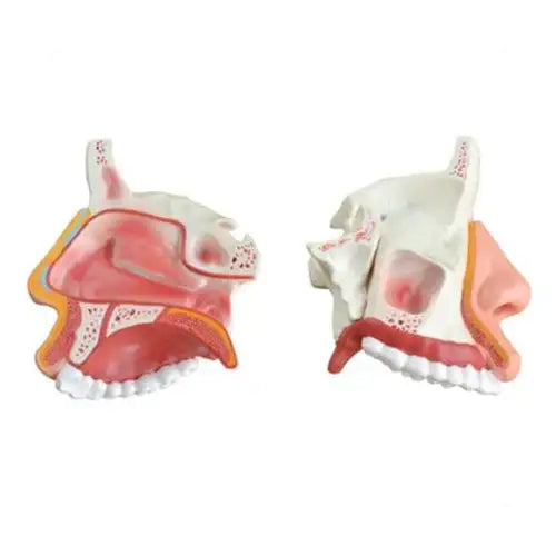 2-Part Anatomical Nasal Cavity Model for ENT Training