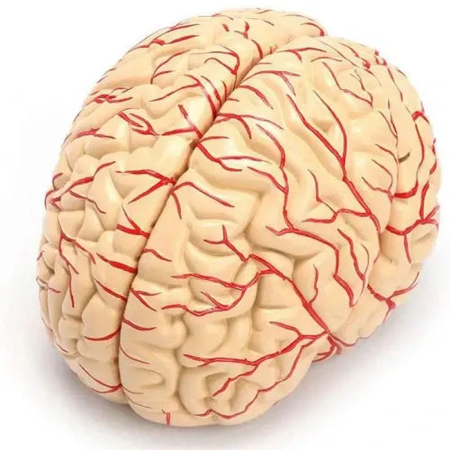 Deluxe Brain Model 8 Parts for Medical Training