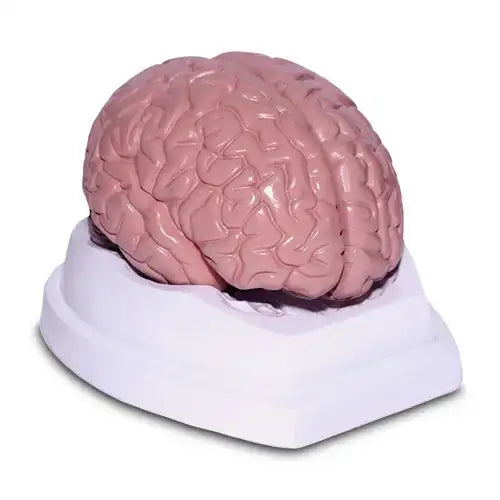Life-Size 2-Part Brain Deluxe Model with Display Base