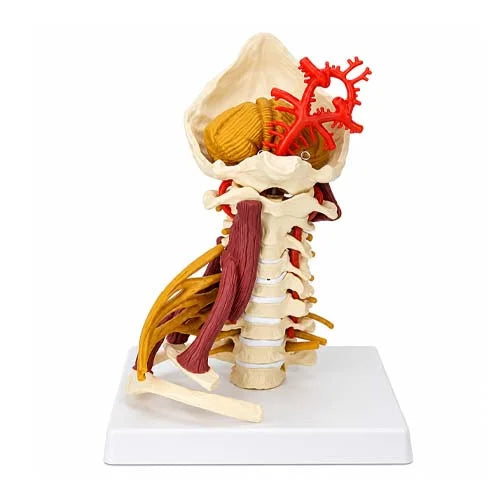 Full-Size Cervical Model with Muscles & Brachial Plexus