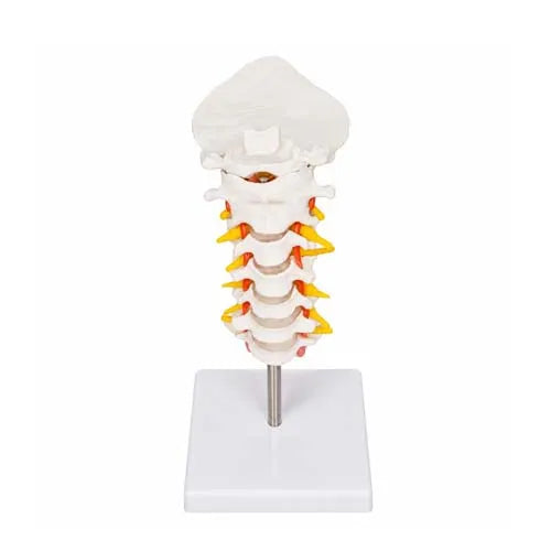Cervical Spine Model with Neck Artery and Occipital Bone