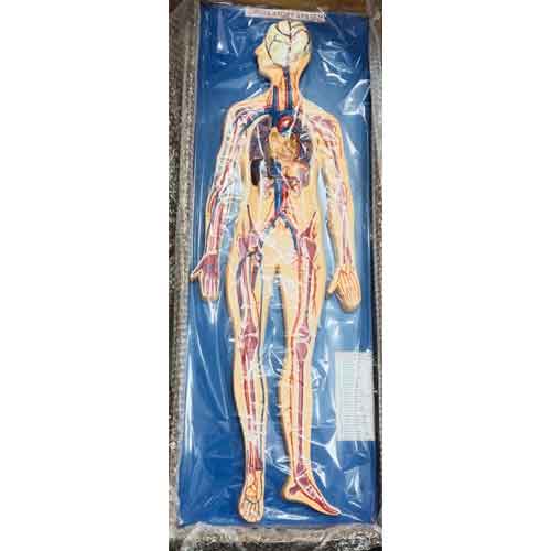 89-Inch Human Circulatory System Model with Organs