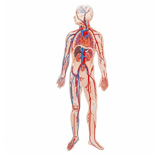 89-Inch Human Circulatory System Model with Organs