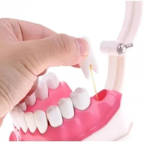 Dental Care Model for Patient Education and Teaching