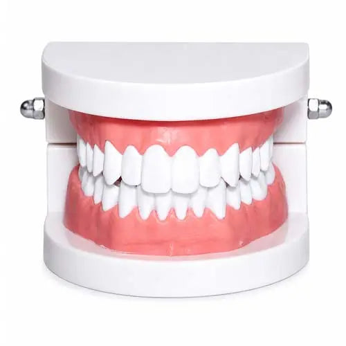 Dental Denture Adult Standard Gums Teeth Model