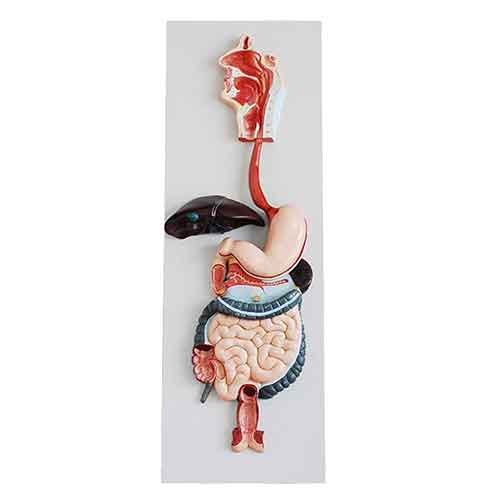 Natural Digestive System Model for Anatomy Teaching