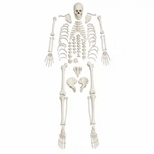Disarticulated Human Skeleton Bilateral | 200 Bones