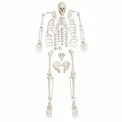 Disarticulated Human Skeleton Bilateral | 200 Bones