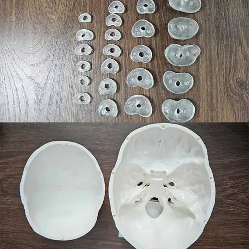 Disarticulated Human Skeleton Bilateral | 200 Bones