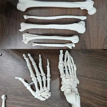 Disarticulated Human Skeleton Bilateral | 200 Bones