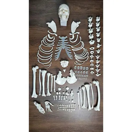 Disarticulated Human Skeleton Bilateral | 200 Bones