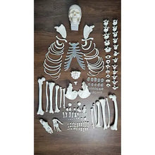 Disarticulated Human Skeleton Bilateral | 200 Bones