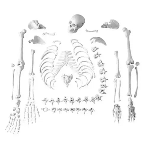Disarticulated Human Skeleton Bilateral | 200 Bones