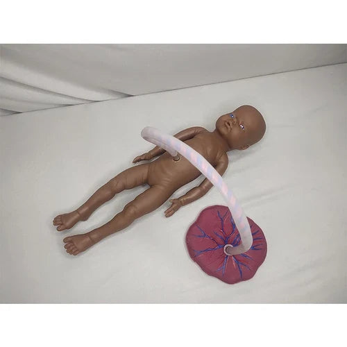 Educational New Born Model with Placenta and Cord