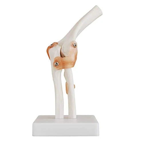 Human Elbow Joint Model with Ligaments for Teaching