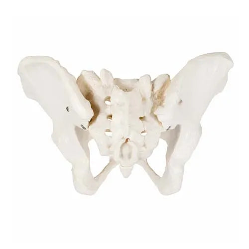 Flexible Adult Female Pelvis Model for Childbirth Education