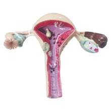Uterus Anatomical Model Female Reproductive Model