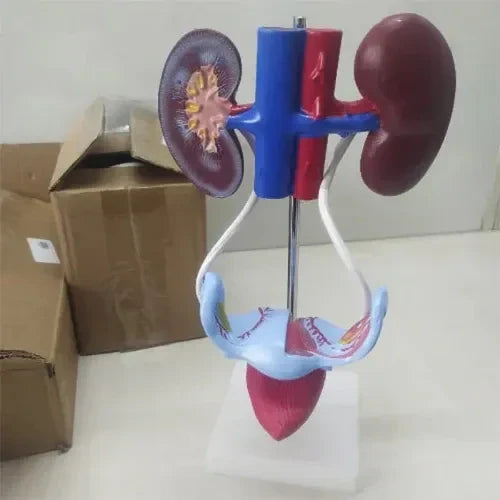 Female Urogenital Model Deluxe with Kidney & Uterus