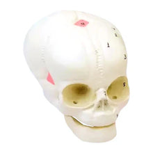 Deluxe Fetal Skull Model for Obstetrics Teaching