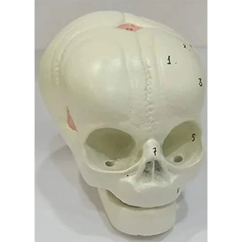 Deluxe Fetal Skull Model for Obstetrics Teaching