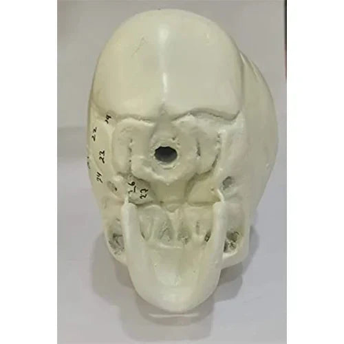 Deluxe Fetal Skull Model for Obstetrics Teaching