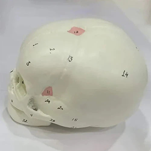 Deluxe Fetal Skull Model for Obstetrics Teaching