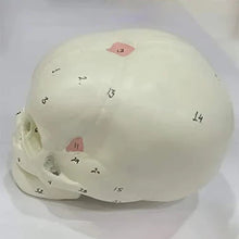 Deluxe Fetal Skull Model for Obstetrics Teaching