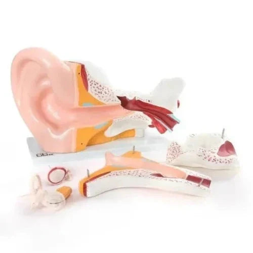 Giant Ear Model Deluxe for Anatomy Teaching