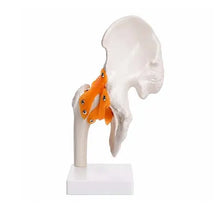 Human Hip Joint Model with Ligaments for Teaching