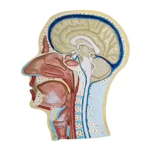 Human Head Sagittal Model with Brain & Airway