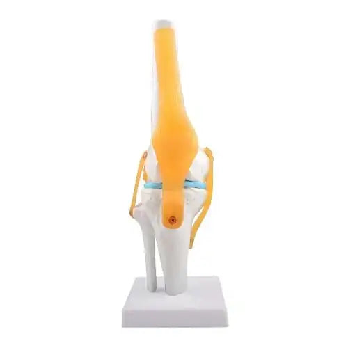 Human Knee Joint Model with Ligaments for Anatomy Teaching