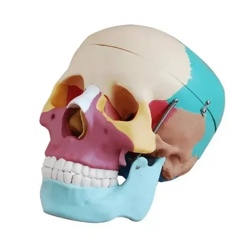 Adult Colored Human Skull Model for Anatomy Teaching