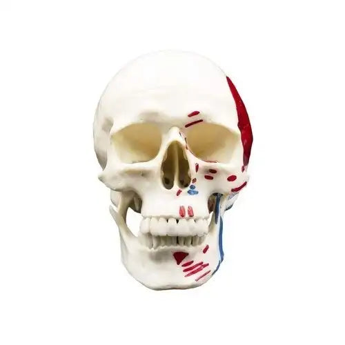 Life-Size Human Skull Model with Painted Muscles