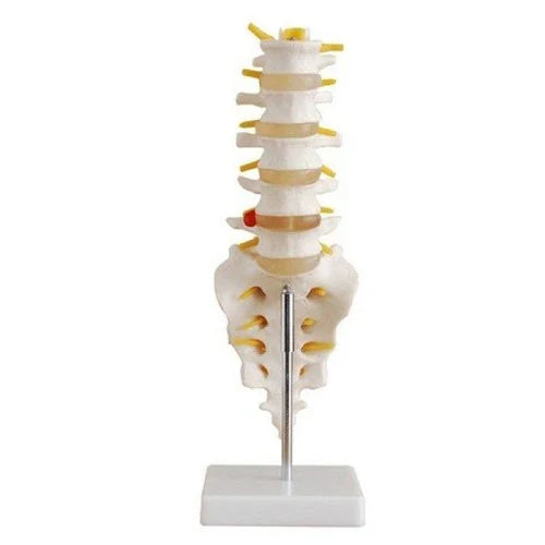 Human Spine Model with 5 Vertebrae for Teaching