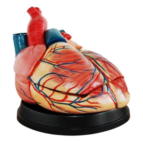 Jumbo Heart Model for Medical Training and Anatomy Teaching