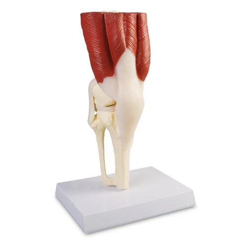 Knee Joint Model with Muscles for Anatomy Teaching