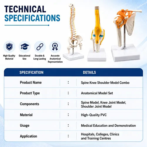 Spine Knee Shoulder Model Combo for Anatomy Training