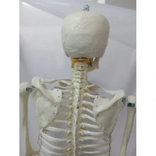 Life Size Skeleton 180 cm with Nerves & Herniated Disc