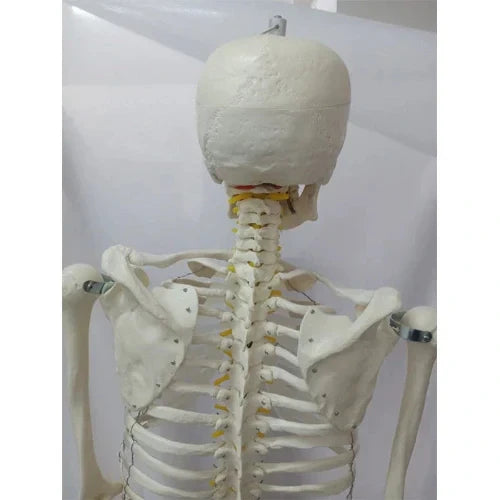 Life Size Skeleton 180 cm with Nerves & Herniated Disc