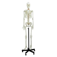 Life Size Skeleton 180 cm with Nerves & Herniated Disc