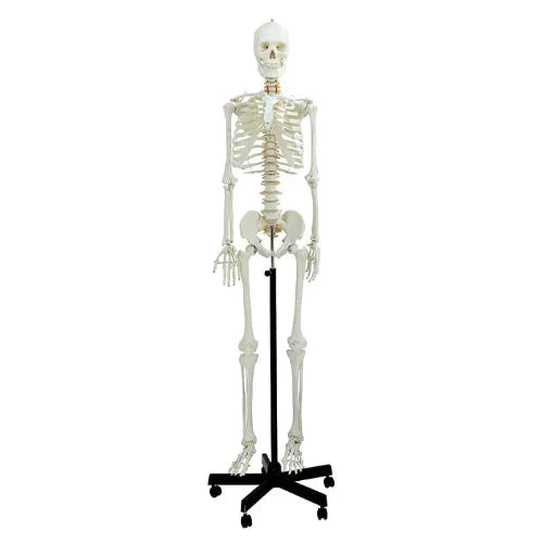 Life Size Skeleton 180 cm with Nerves & Herniated Disc