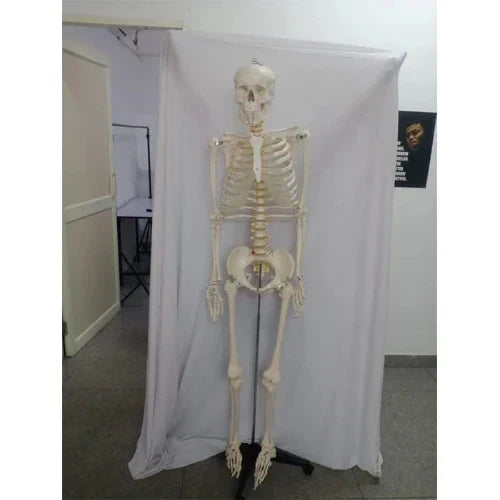 Life Size Skeleton 180 cm with Nerves & Herniated Disc
