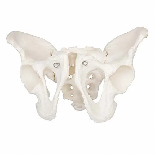 Adult Male Pelvis Model for Anatomy Teaching