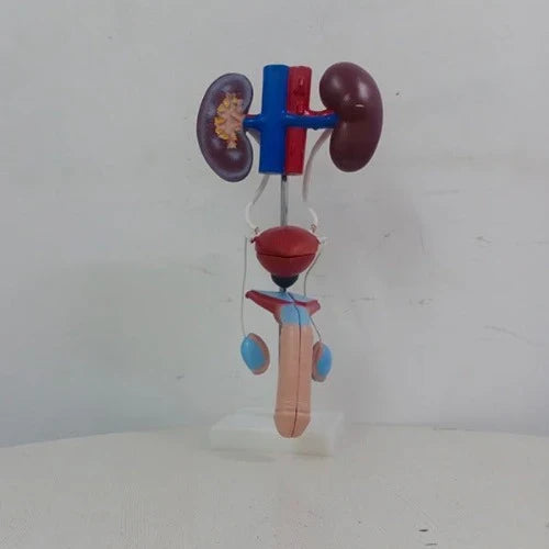 Male Urogenital Model Deluxe Quality for Anatomy Teaching