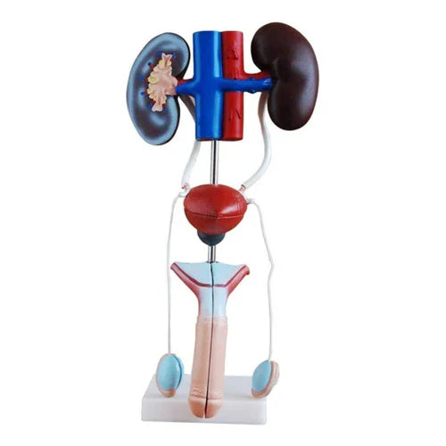 Male Urogenital Model Deluxe Quality for Anatomy Teaching